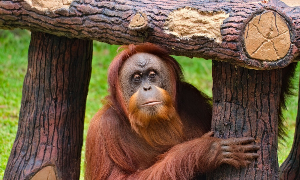 Πώς να φορέσετε σωστά τη μάσκα σας: Μάθημα από έναν… ουρακοτάνγκο (video)