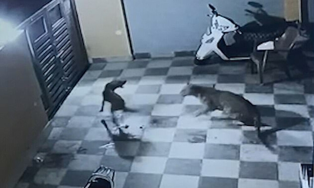 Τρομερή μάχη! Λεοπάρδαλη επιτέθηκε σε σκύλο σε αυλή σπιτιού - Ανατροπή με τον νικητή (video)