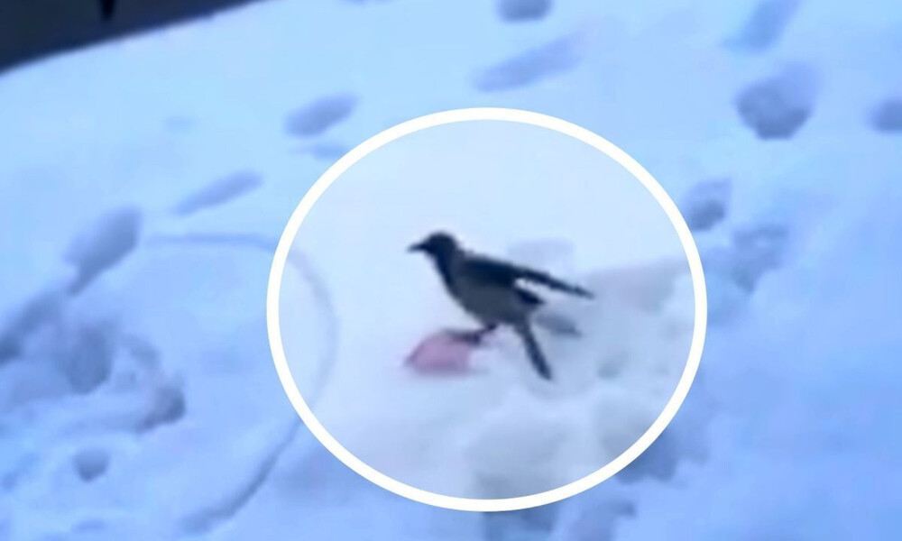 Τρελό γέλιο! Κοράκι βρίσκει πλαγιά με χιόνι - Δεν φαντάζεστε πώς την κατεβαίνει (video)