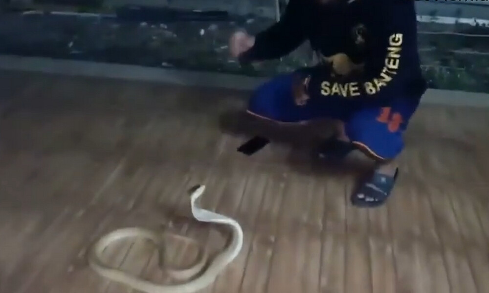 Εντόπισαν κόμπρα στην αυλή τους - Δεν υπάρχει ο τρόπος που την έπιασαν (video)