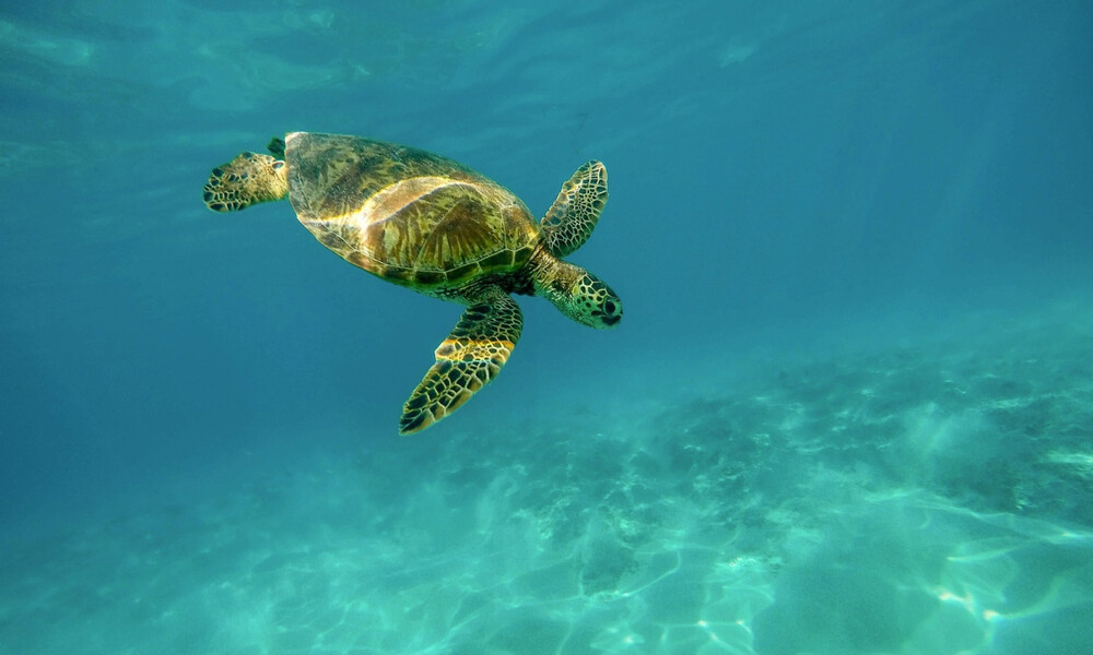 Τοποθέτησαν σε θαλάσσια χελώνα κάμερα - Οι εικόνες που είδαν «μαγεύουν» (video)