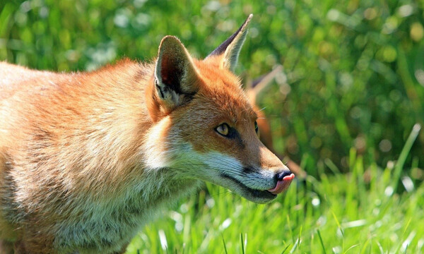 Είδαν στην κάμερα μία αλεπού να πλησιάζει την πόρτα - Αυτό που έγινε δεν υπάρχει (video)