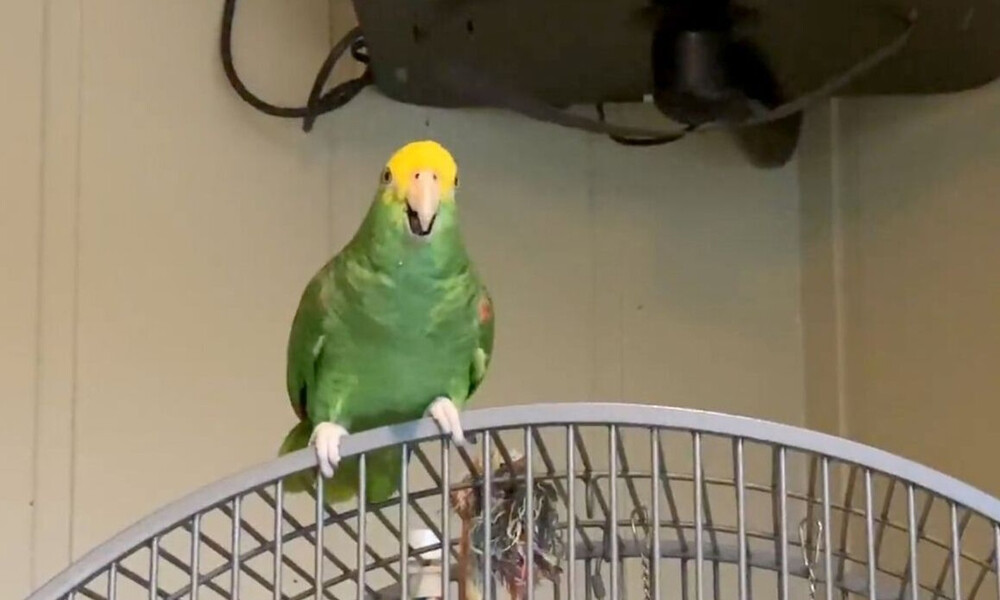 Είχαν στο σπίτι τους 17 χρόνια αυτόν τον παπαγάλο! Δεν φαντάζεστε τι ανακάλυψαν πως του αρέσει...