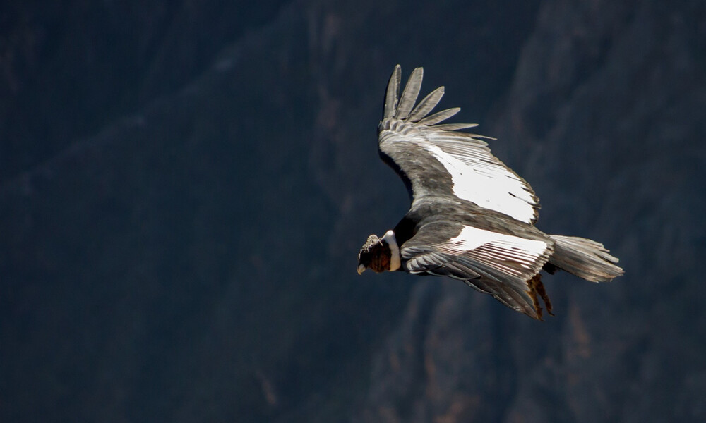 Άγριοι κόνδορες επιτίθενται σε σκυλάκι, σε ρετιρέ πολυκατοικίας (video)