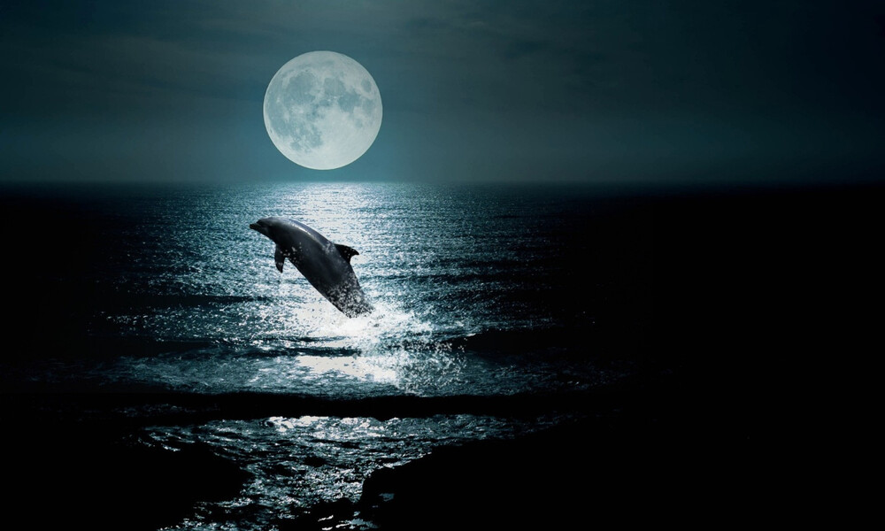 Απίστευτες εικόνες: Δελφίνια «λάμπουν» το βράδυ στη θάλασσα (video)