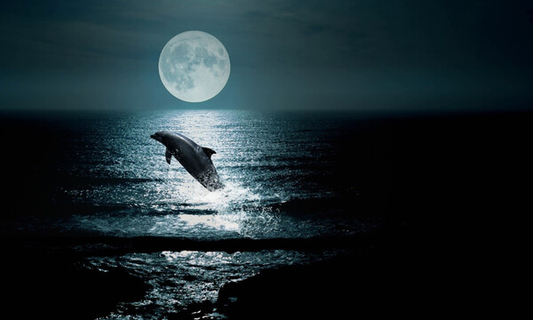 Απίστευτες εικόνες: Δελφίνια «λάμπουν» το βράδυ στη θάλασσα (video)