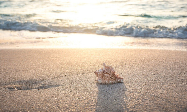 Κοριτσάκι μάζευε κοχύλια - Έπαθαν σοκ οι γονείς της μόλις είδαν τι βγήκε από μέσα (video)