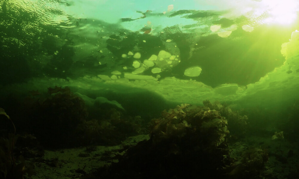 Δέος: Το παράξενο πλάσμα που ονομάζεται «θαλάσσιος άγγελος» (photos)