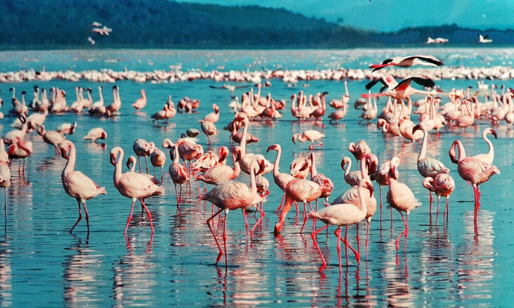 Εντυπωσιακές εικόνες: Επιδρομή ροζ φλαμίνγκο στο Μουμπάι (video)