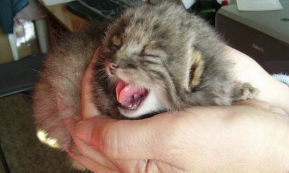 Νόμιζε πως βρήκε γατάκια μέχρι που αυτά μεγάλωσαν... Δεν φαντάζεστε τι ήταν! (photos)