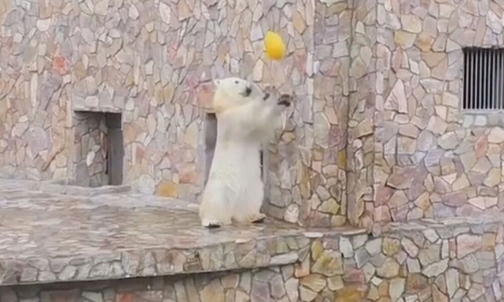 Επισκέπτες ζωολογικού πάρκου πετάνε μπάλα σε αρκούδα! Θα τρελαθείτε όταν δείτε τι τους έκανε (vid)