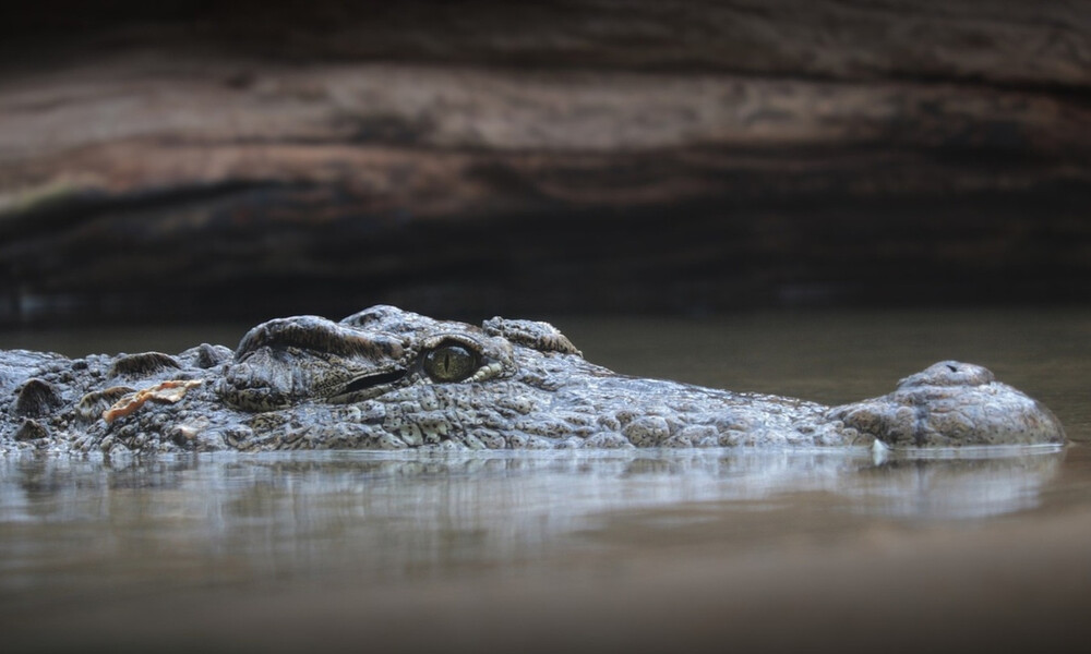 Κροκόδειλος κάνει... νεροτσουλήθρα και γίνεται viral (video)