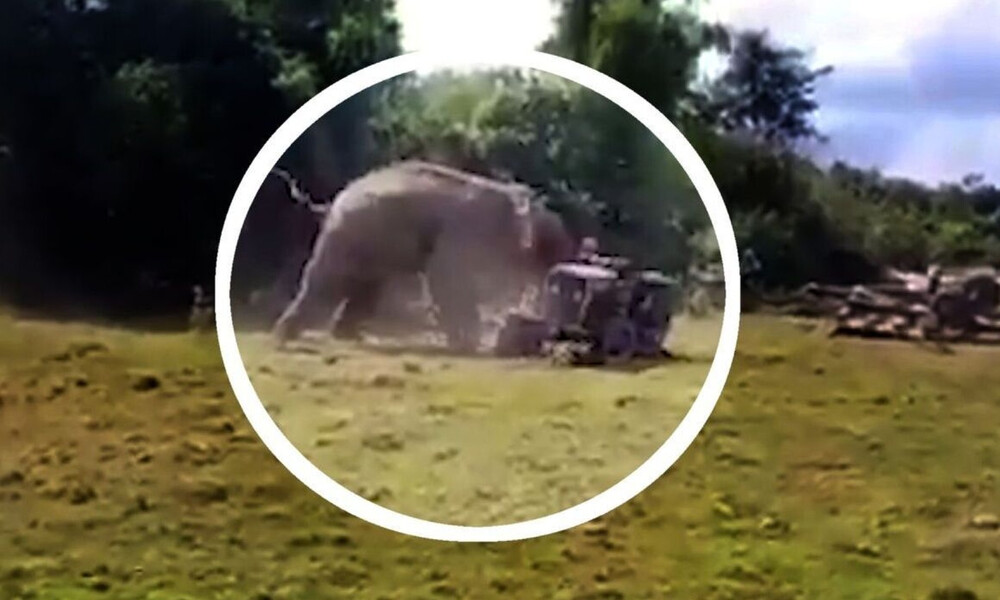 Αγρότης πάει με το τρακτέρ στο χωράφι του! Αυτό που του έκανε ελέφαντας δεν το περίμενε ποτέ (vid)