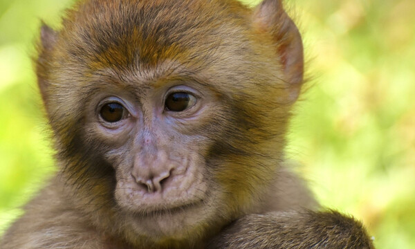 Απίστευτο: Μαϊμού με ποδήλατο προσπάθησε να «απαγάγει» κοριτσάκι (video)