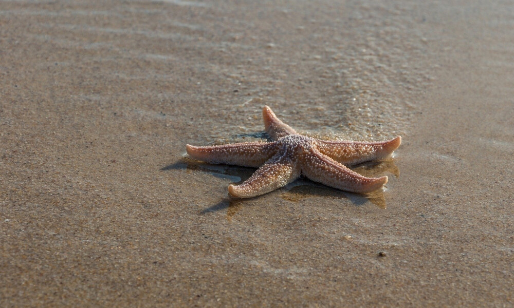 Εντυπωσιακό! Αστερίες… κατέλαβαν παραλία (video)