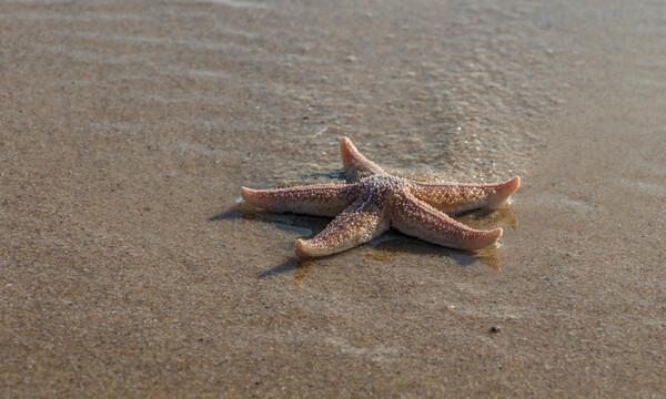 Εντυπωσιακό! Αστερίες… κατέλαβαν παραλία (video)