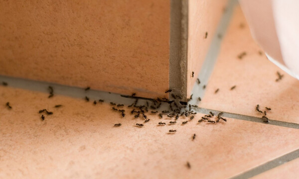 Δέχεστε... επισκέψεις από μυρμήγκια στο σπίτι; Με αυτούς τους 4 τρόπους θα τα απομακρύνετε (photos)