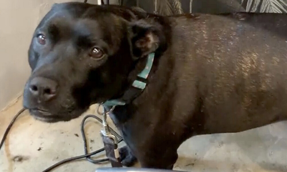 Μόλις ακούσετε πώς κάνει αυτός ο σκύλος θα πάθετε πλάκα (video)