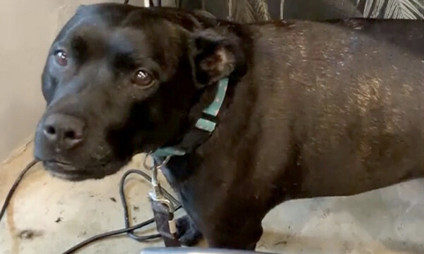 Μόλις ακούσετε πώς κάνει αυτός ο σκύλος θα πάθετε πλάκα (video)