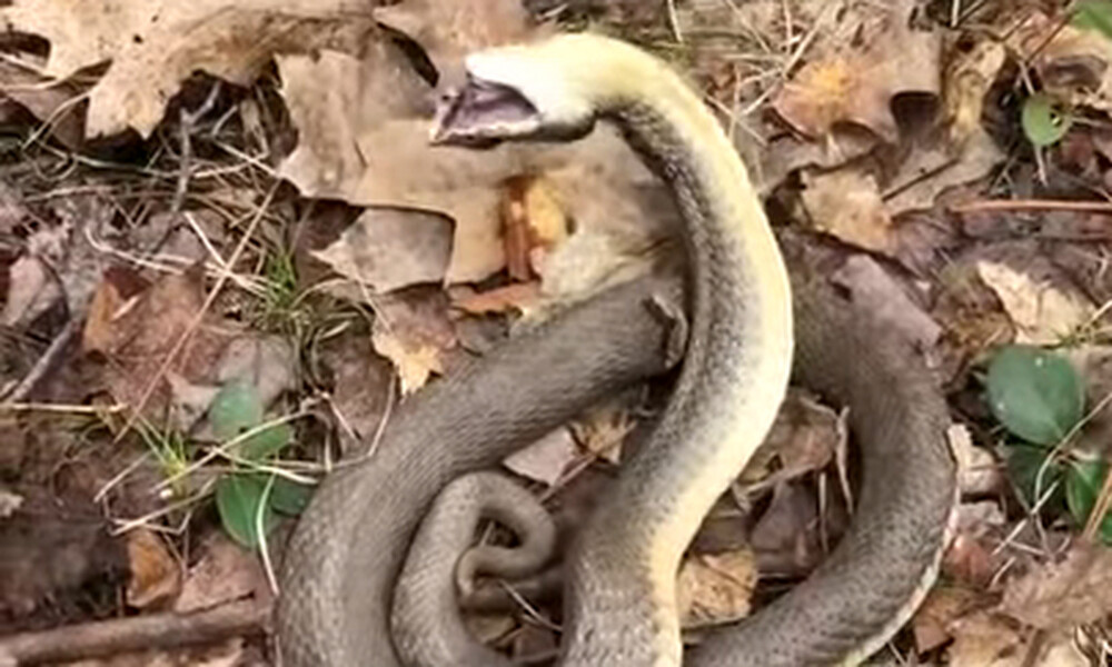 Είδαν φίδι να κινείται στα φύλλα - Δεν φαντάζεστε τι έκανε μόλις το πλησίασαν (video)