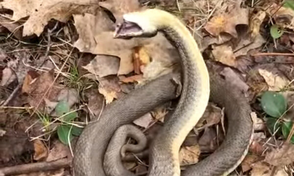 Είδαν φίδι να κινείται στα φύλλα - Δεν φαντάζεστε τι έκανε μόλις το πλησίασαν (video)