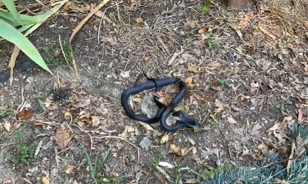 Τρομερές εικόνες - Φίδι καταπίνει λαγό σε απίστευτο χρόνο (video)