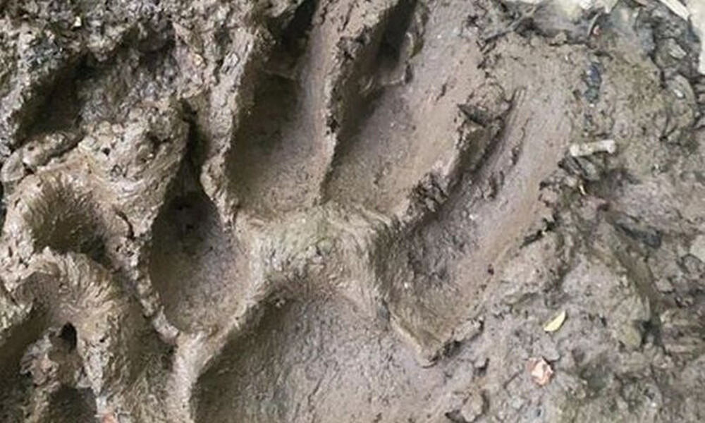 Τρόμος: Βρέθηκαν τεράστιες πατημασιές - Κάνουν λόγο για το «Τέρας του Ντάρτμουρ» (pics+video)