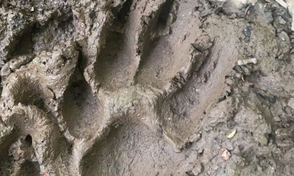 Τρόμος: Βρέθηκαν τεράστιες πατημασιές - Κάνουν λόγο για το «Τέρας του Ντάρτμουρ» (pics+video)
