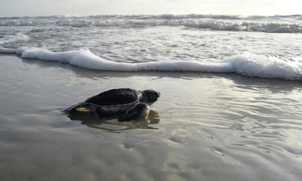 Φοβερό βίντεο: Χιλιάδες θαλάσσια χελωνάκια ξεκινούν το ταξίδι της ζωής (video)