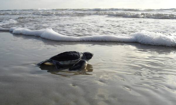 Φοβερό βίντεο: Χιλιάδες θαλάσσια χελωνάκια ξεκινούν το ταξίδι της ζωής (video)