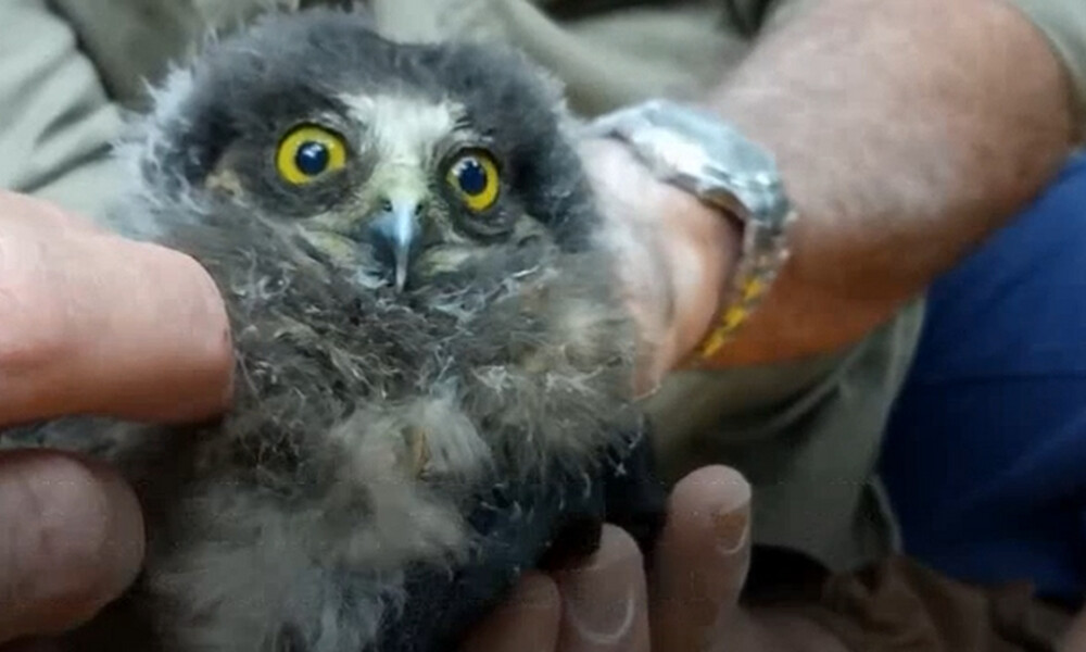 Η πιο σπάνια κουκουβάγια αντιστέκεται στον αφανισμό! Βρέθηκαν 2 νεογνά έπειτα από 10 χρόνια (videos)