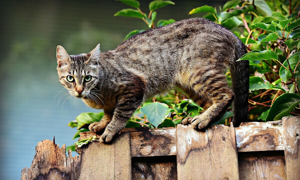 Φοβερό βίντεο: Συμμορία από… γάτες κάνουν «ντου» σε σκύλο