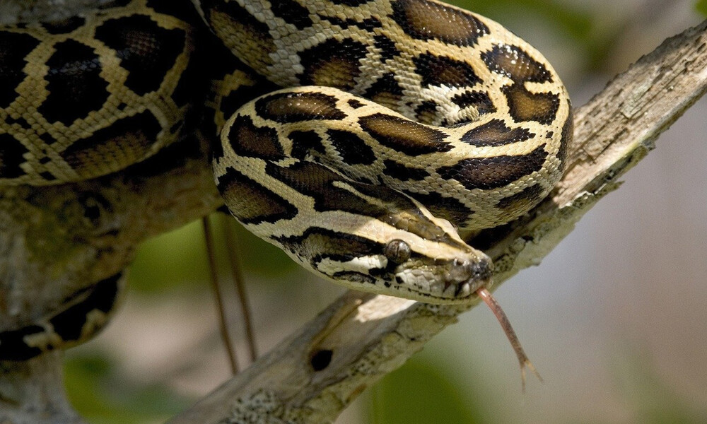 Βρήκε πύθωνα να κρέμεται από την σκεπή του σπιτιού - Δεν φαντάζεστε τι έκανε το φίδι (photos+video)