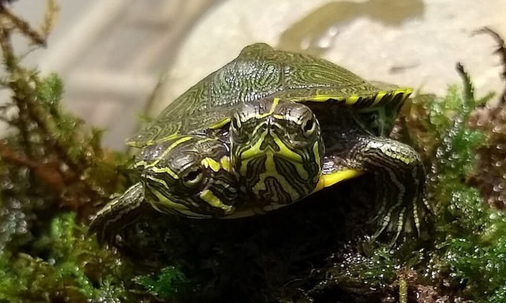 Απίστευτο - Ανακαλύφθηκε χελωνίτσα με δύο κεφάλια και κινδυνεύει (photos+video)