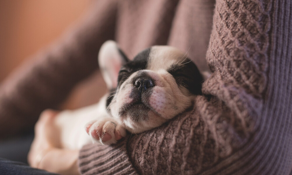 Νόμιζε ότι βρήκε κουταβάκι - Όταν έμαθε την αλήθεια έπαθε σοκ (photos)