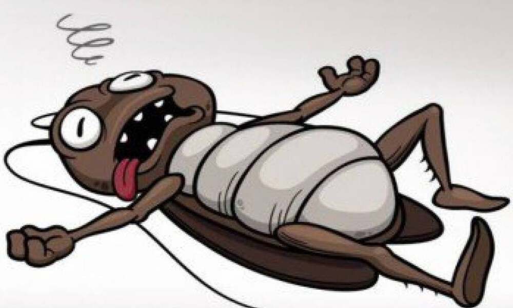 Κατσαρίδες «τέλος»: Πώς θα τις εξοντώσετε με τρία απλά υλικά