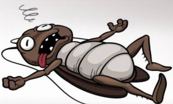 Κατσαρίδες «τέλος»: Πώς θα τις εξοντώσετε με τρία απλά υλικά