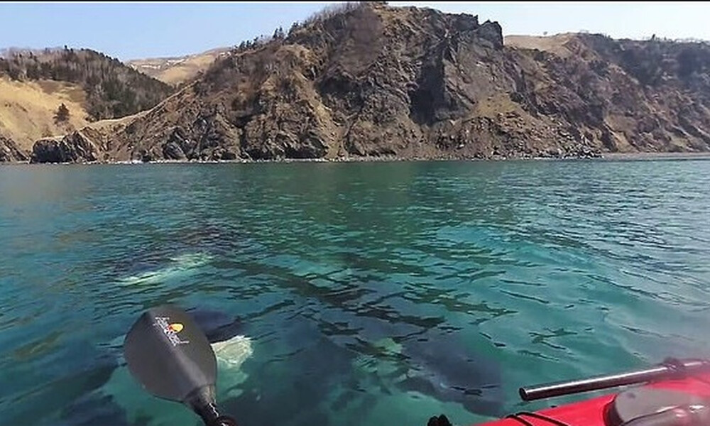 Τρόμος - Έκαναν κανό και «πάγωσαν» μόλις είδαν τι τους πλησίασε απειλητικά (photos+video)