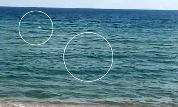 Τρόμος - Παραολυμπιονίκης έκανε προπόνηση στη θάλασσα όταν πλησίασαν δύο καρχαρίες (video)