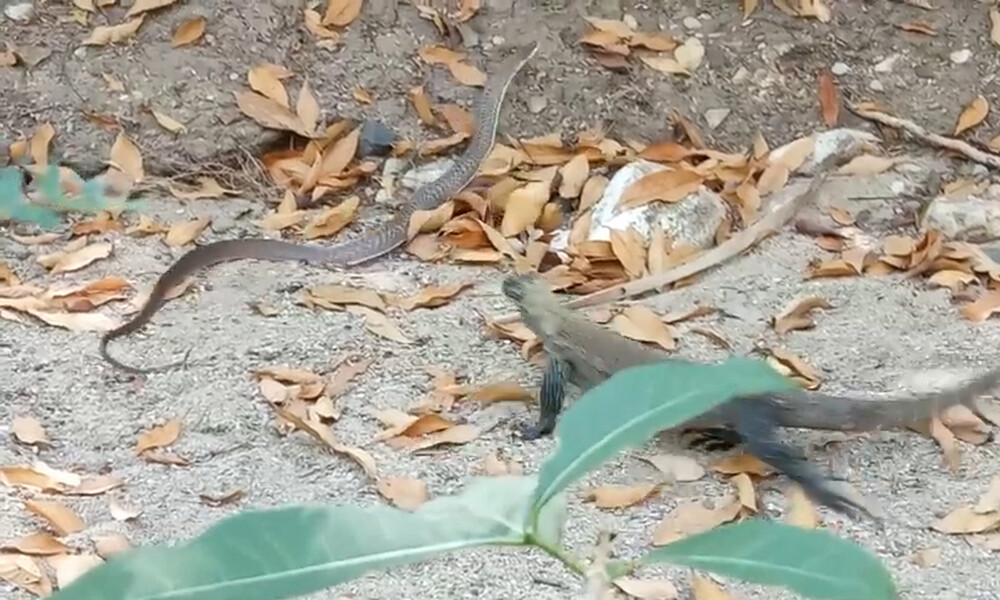 Τρομερή μάχη - Μικρός δράκος του Κομόντο παλεύει με φίδι (video)