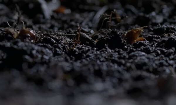 Απίστευτο! Μοναδικό είδος ετοιμάζεται να βγει από το έδαφος έπειτα από 17 χρόνια! (videos)