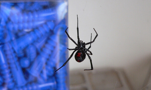 Άφησαν μία «μαύρη χήρα» να τους δαγκώσει για ηλίθιο λόγο (video)