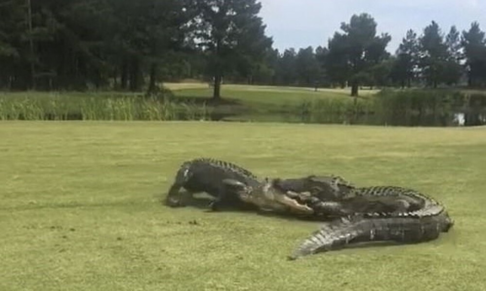 Δύο αλιγάτορες δίνουν τρομερή μάχη - Δεν φαντάζεστε πόση ώρα διαρκεί ο καυγάς (photos+video)