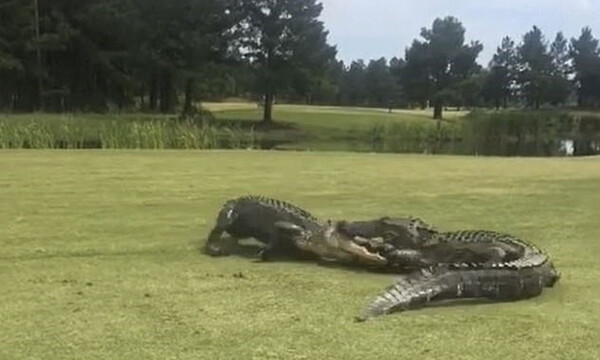 Δύο αλιγάτορες δίνουν τρομερή μάχη - Δεν φαντάζεστε πόση ώρα διαρκεί ο καυγάς (photos+video)