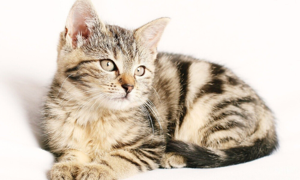 Μεγάλη μάχη - Γάτα προσπαθεί να πιάσει φίδι - Δεν φαντάζεστε τι έγινε μετά (video)