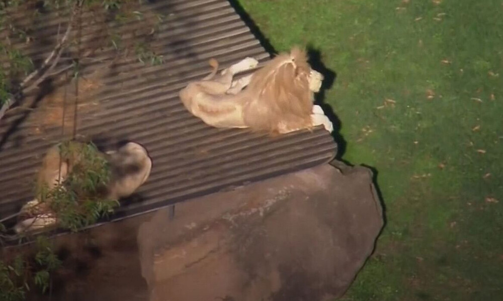 Μπήκε στο κλουβί δύο λιονταριών για να τα ταΐσει! Σήμερα δίνει μάχη για τη ζωή της... (vid)