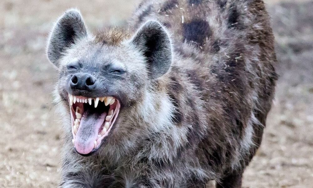 Τα ζώα με το δυνατότερο δάγκωμα στον κόσμο (photos)