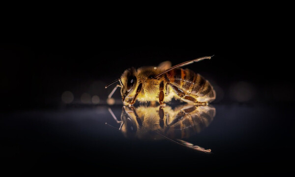 Αυτά είναι τα πιο επικίνδυνα έντομα στον κόσμο (photos)