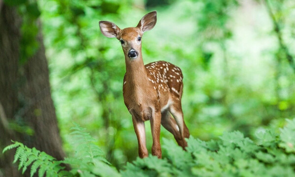 Μεγάλο φίδι ετοιμάζεται να κατασπαράξει ελαφάκι - Η εξέλιξη θα σας καθηλώσει (video)