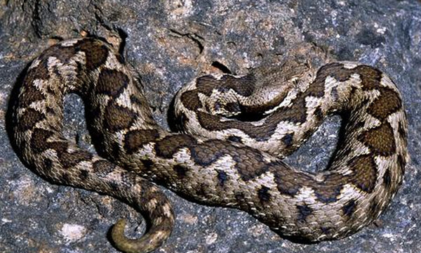 Προσοχή! Αυτά πρέπει να γνωρίζετε για τις οχιές και τα υπόλοιπα φίδια (photos+videos)